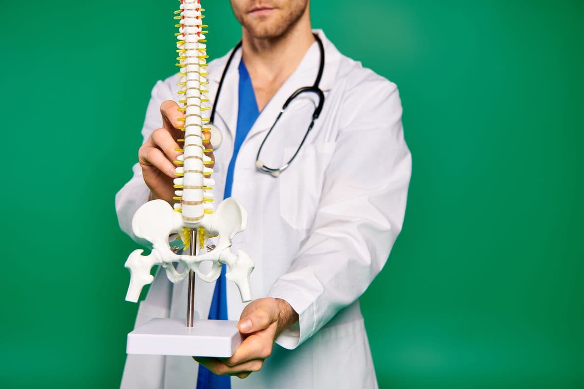 Skeletal structure of the human spine