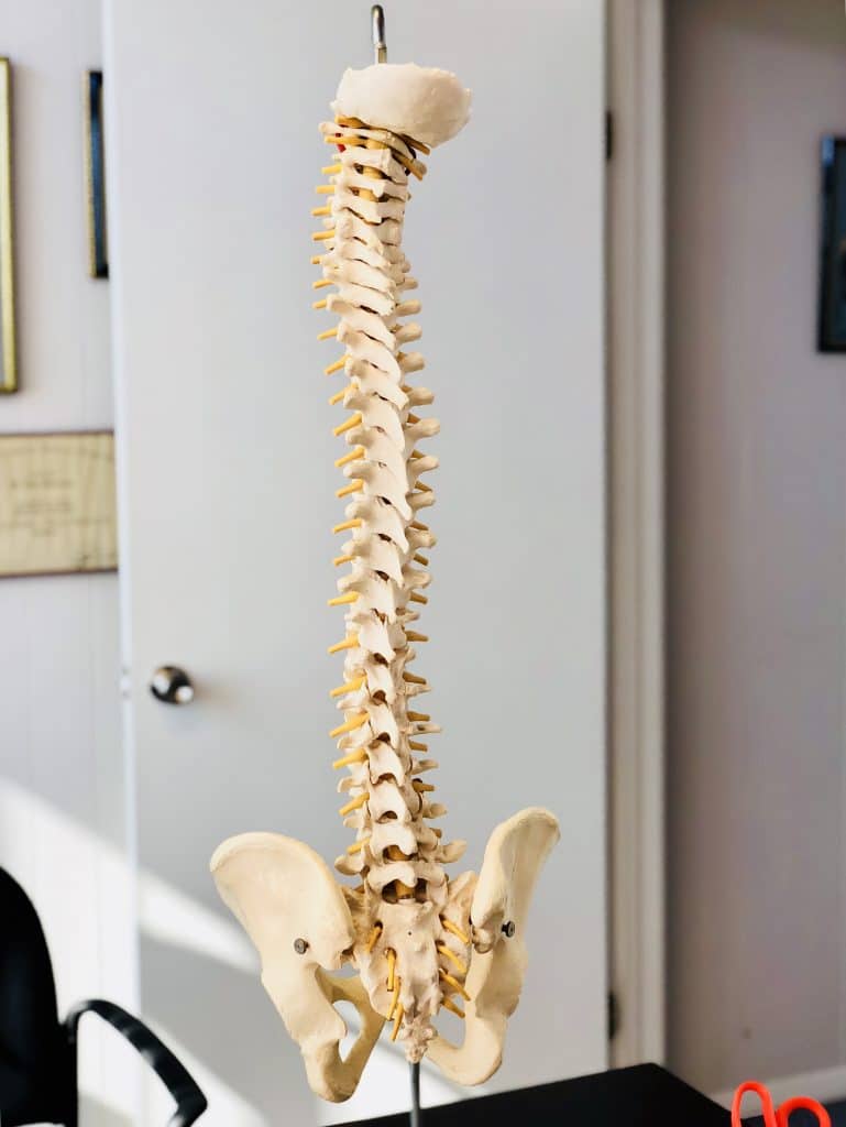 Skeletal structure of the human spine